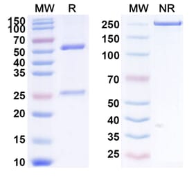 SDS-PAGE - Anti-DEC-205 Antibody [MEN139] Biosimilar - BSA and Azide free (A339655) - Antibodies.com