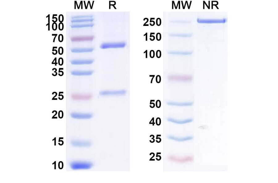 SDS-PAGE - Anti-DEC-205 Antibody [MEN139] Biosimilar - BSA and Azide free (A339655) - Antibodies.com