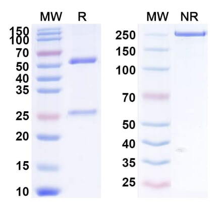 SDS-PAGE - Anti-DEC-205 Antibody [MEN139] Biosimilar - BSA and Azide free (A339655) - Antibodies.com