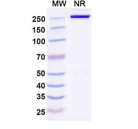 SDS-PAGE - Anti-DLK1 Antibody [ADCT-71] Biosimilar - BSA and Azide free (A339657) - Antibodies.com