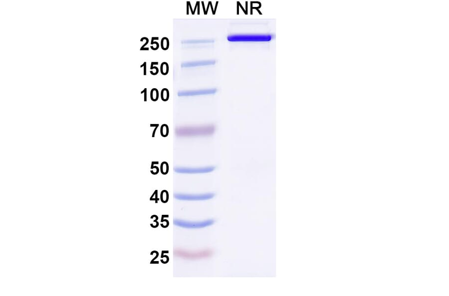 SDS-PAGE - Anti-DLK1 Antibody [ADCT-71] Biosimilar - BSA and Azide free (A339657) - Antibodies.com