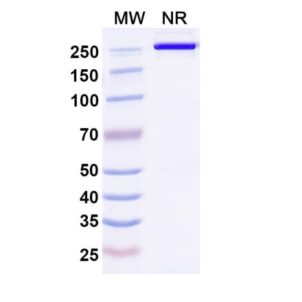 SDS-PAGE - Anti-DLK1 Antibody [ADCT-71] Biosimilar - BSA and Azide free (A339657) - Antibodies.com