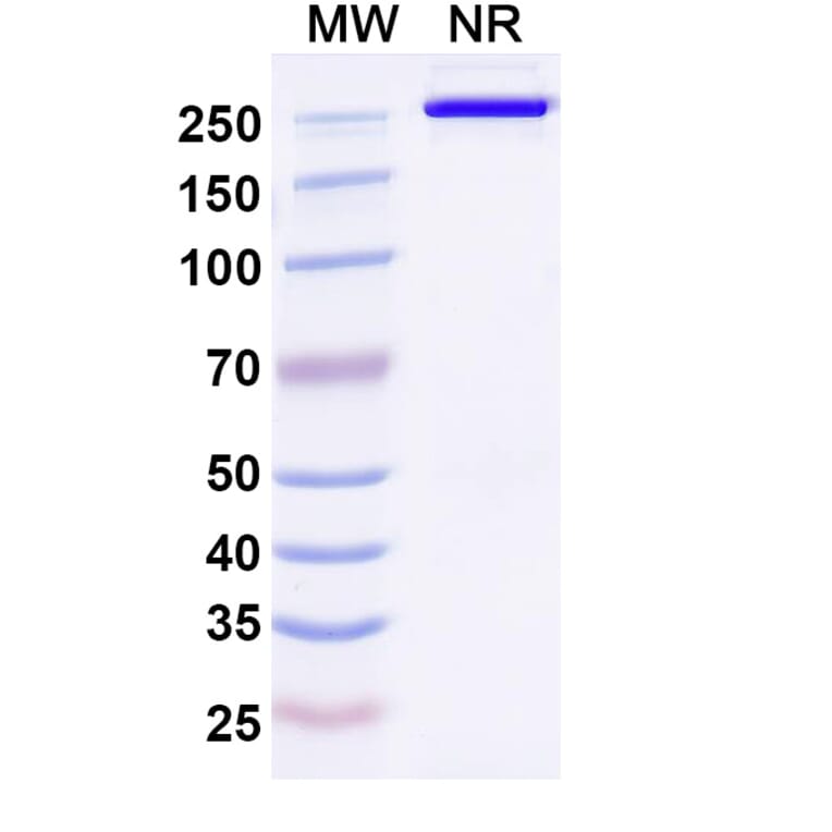 SDS-PAGE - Anti-DLK1 Antibody [ADCT-71] Biosimilar - BSA and Azide free (A339657) - Antibodies.com