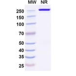 SDS-PAGE - Anti-DLK1 Antibody [ADCT-71] Biosimilar - BSA and Azide free (A339657) - Antibodies.com