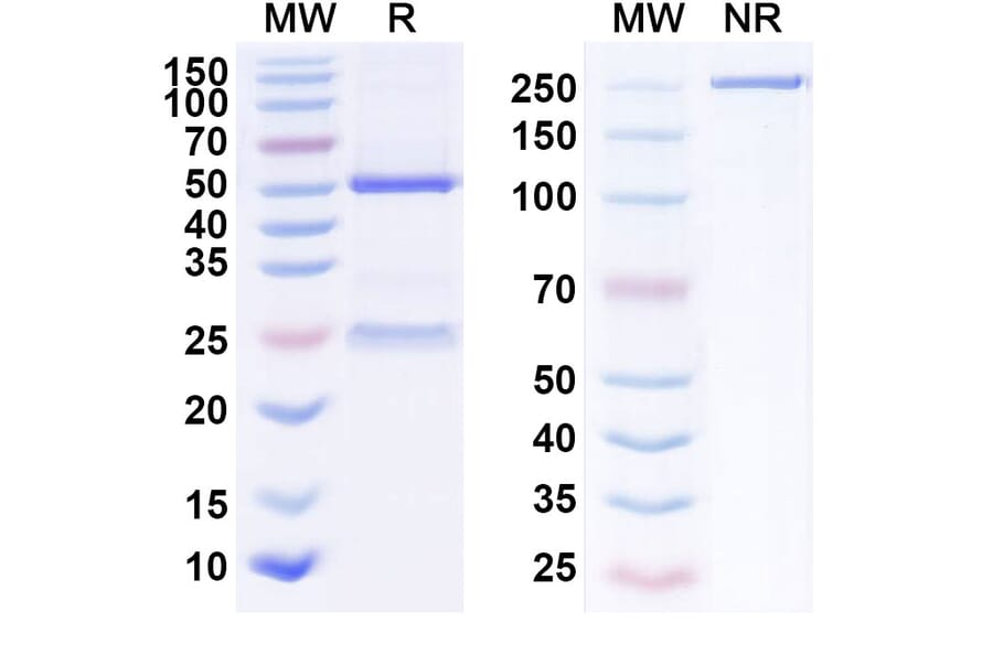 SDS-PAGE - Anti-DLK1 Antibody [CBA-125] Biosimilar - BSA and Azide free (A339658) - Antibodies.com