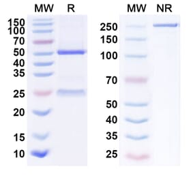 SDS-PAGE - Anti-DLL3 Antibody [AMG 119] Biosimilar - BSA and Azide free (A339659) - Antibodies.com
