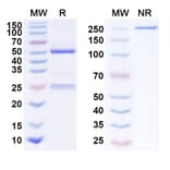 SDS-PAGE - Anti-DLL3 Antibody [AMG 119] Biosimilar - BSA and Azide free (A339659) - Antibodies.com