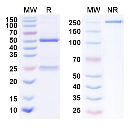 SDS-PAGE - Anti-DR5 Antibody [LBY135] Biosimilar - BSA and Azide free (A339660) - Antibodies.com