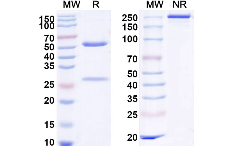 SDS-PAGE - Anti-DR5 Antibody [IGM 8444] Biosimilar - BSA and Azide free (A339662) - Antibodies.com