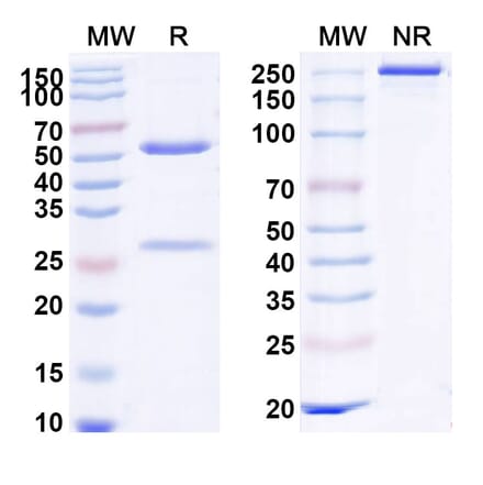 SDS-PAGE - Anti-DR5 Antibody [IGM 8444] Biosimilar - BSA and Azide free (A339662) - Antibodies.com