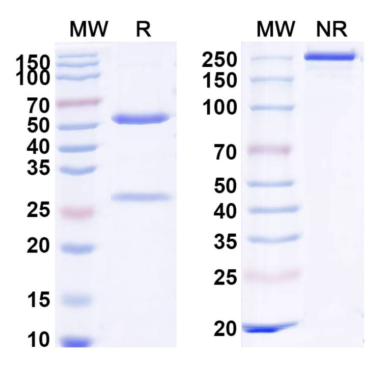 SDS-PAGE - Anti-DR5 Antibody [IGM 8444] Biosimilar - BSA and Azide free (A339662) - Antibodies.com