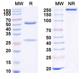 SDS-PAGE - Anti-DR5 Antibody [INBRX-19] Biosimilar - BSA and Azide free (A339663) - Antibodies.com