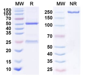 SDS-PAGE - Anti-EGFR Antibody [ABP 494] Biosimilar - BSA and Azide free (A339666) - Antibodies.com