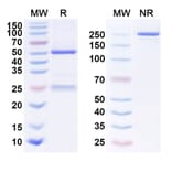 SDS-PAGE - Anti-EGFR Antibody [BB 175] Biosimilar - BSA and Azide free (A339667) - Antibodies.com