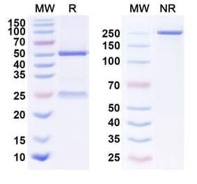 SDS-PAGE - Anti-EGFR Antibody [7A7] Biosimilar - BSA and Azide free (A339668) - Antibodies.com