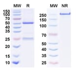 SDS-PAGE - Anti-EGFR Antibody [AVID1] Biosimilar - BSA and Azide free (A339670) - Antibodies.com