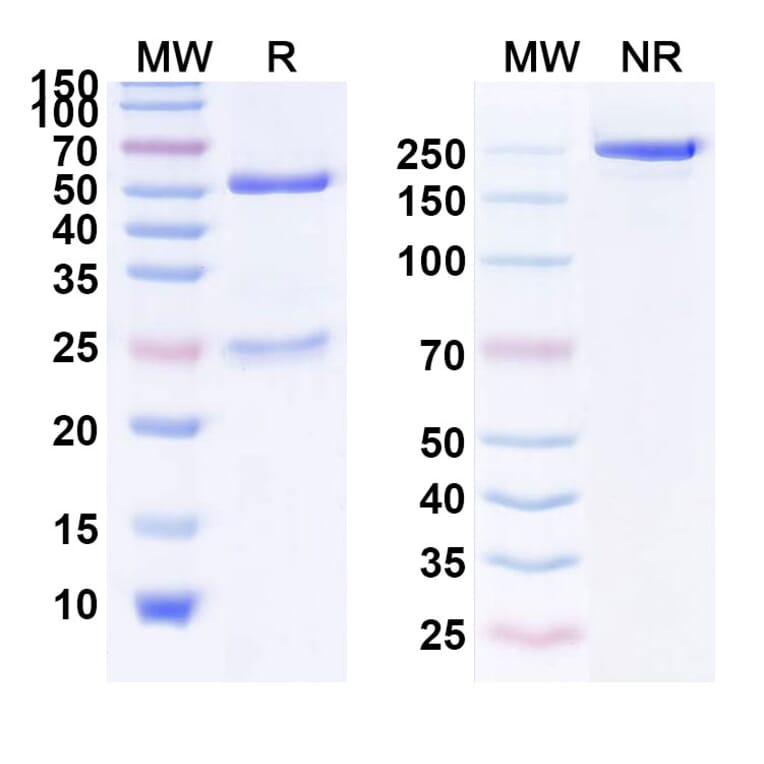SDS-PAGE - Anti-EGFR Antibody [KT112] Biosimilar - BSA and Azide free (A339674) - Antibodies.com