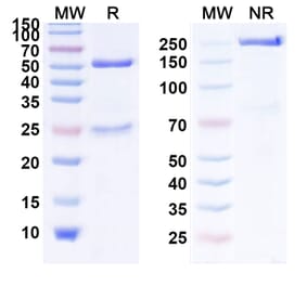 SDS-PAGE - Anti-EGFR Antibody [MM-151] Biosimilar - BSA and Azide free (A339677) - Antibodies.com