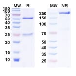 SDS-PAGE - Anti-EGFR Antibody [MM-151] Biosimilar - BSA and Azide free (A339677) - Antibodies.com
