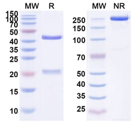 SDS-PAGE - Anti-EGFR Antibody [SCT2] Biosimilar - BSA and Azide free (A339679) - Antibodies.com