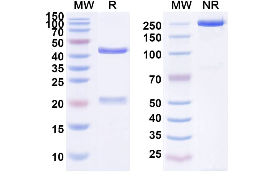 SDS-PAGE - Anti-EGFR Antibody [SCT2] Biosimilar - BSA and Azide free (A339679) - Antibodies.com
