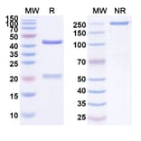 SDS-PAGE - Anti-EGFR Antibody [TAD11] Biosimilar - BSA and Azide free (A339682) - Antibodies.com