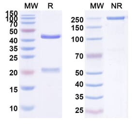 SDS-PAGE - Anti-ENO1 Antibody [HuL1] Biosimilar - BSA and Azide free (A339684) - Antibodies.com
