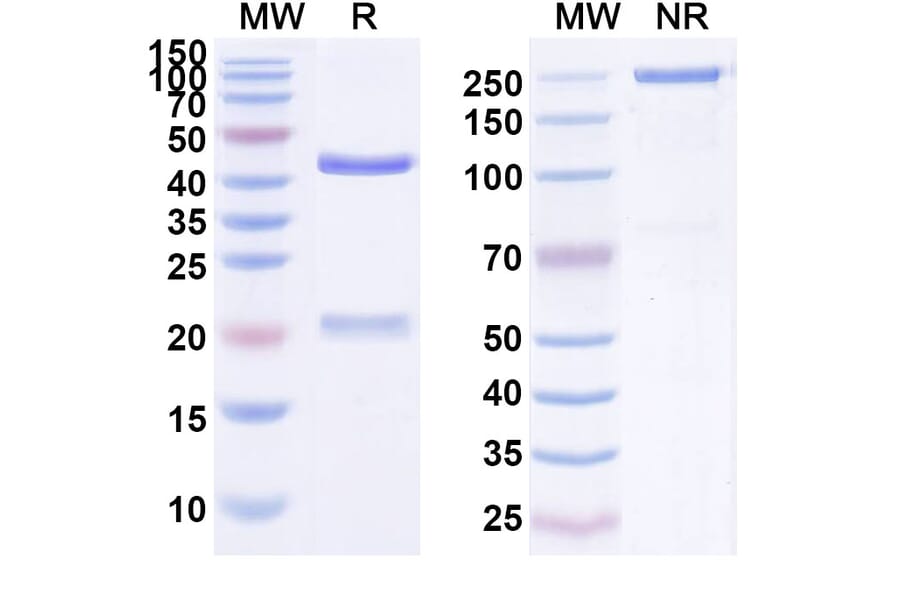 SDS-PAGE - Anti-ENO1 Antibody [HuL1] Biosimilar - BSA and Azide free (A339684) - Antibodies.com