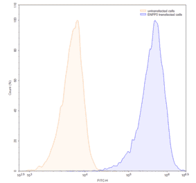 Chromatography profile - Anti-ENPP3 Antibody [AGS-16C3F] Biosimilar - BSA and Azide free (A339685) - Antibodies.com