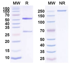SDS-PAGE - Anti-EpCAM Antibody [AFM2] Biosimilar - BSA and Azide free (A339687) - Antibodies.com