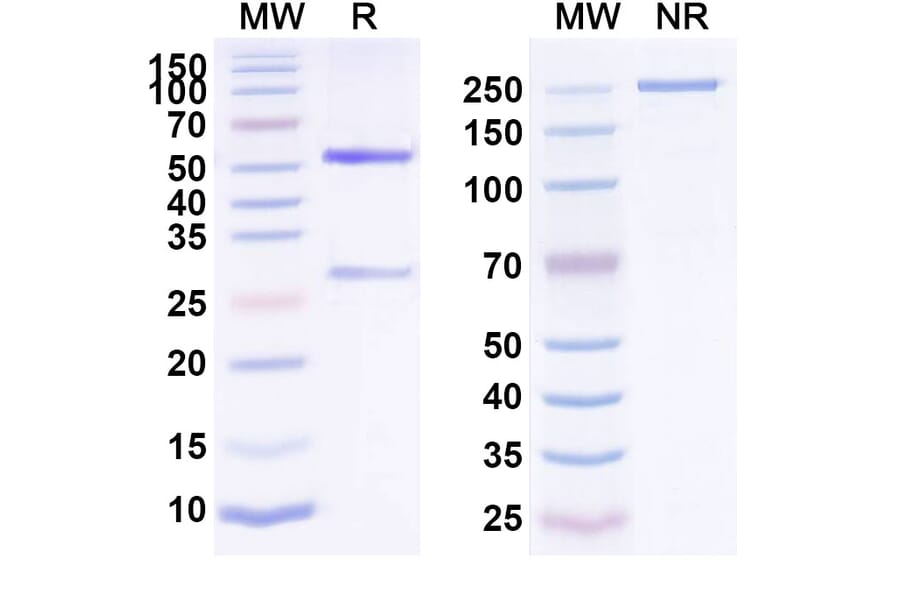 SDS-PAGE - Anti-EpCAM Antibody [AFM2] Biosimilar - BSA and Azide free (A339687) - Antibodies.com