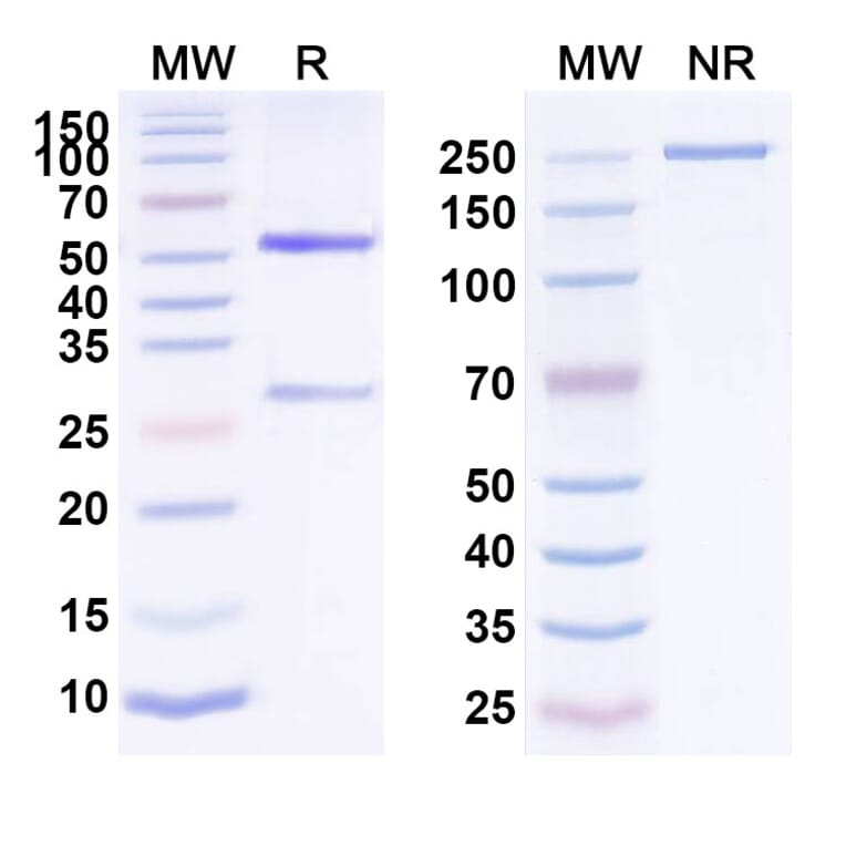 SDS-PAGE - Anti-EpCAM Antibody [AFM2] Biosimilar - BSA and Azide free (A339687) - Antibodies.com