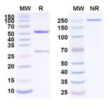SDS-PAGE - Anti-EpCAM Antibody [AT3] Biosimilar - BSA and Azide free (A339688) - Antibodies.com