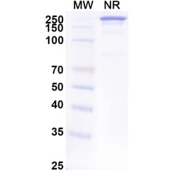 SDS-PAGE - Anti-EpCAM Antibody [ING-1] Biosimilar - BSA and Azide free (A339691) - Antibodies.com