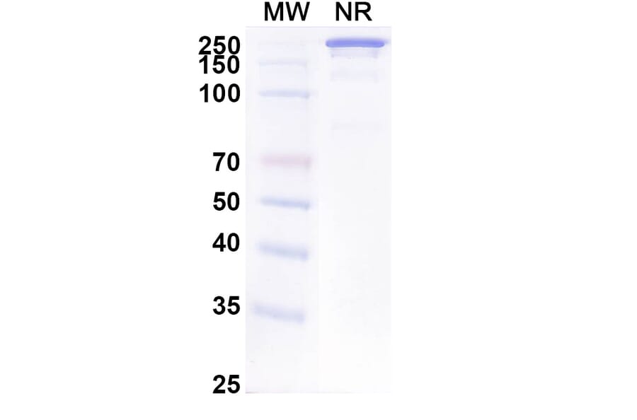 SDS-PAGE - Anti-EpCAM Antibody [ING-1] Biosimilar - BSA and Azide free (A339691) - Antibodies.com