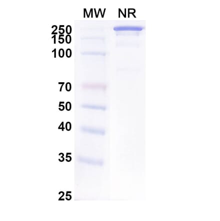 SDS-PAGE - Anti-EpCAM Antibody [ING-1] Biosimilar - BSA and Azide free (A339691) - Antibodies.com