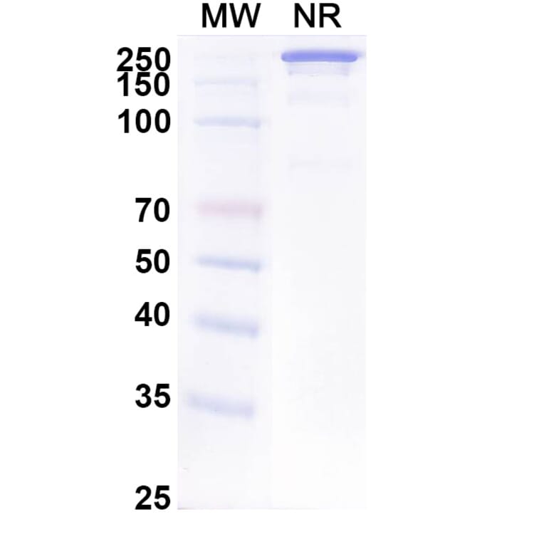 SDS-PAGE - Anti-EpCAM Antibody [ING-1] Biosimilar - BSA and Azide free (A339691) - Antibodies.com