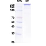 SDS-PAGE - Anti-EpCAM Antibody [ING-1] Biosimilar - BSA and Azide free (A339691) - Antibodies.com