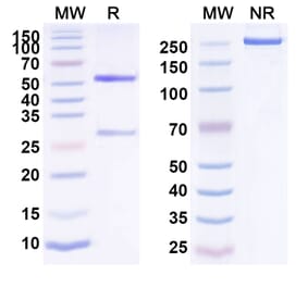 SDS-PAGE - Anti-EphA2 Antibody [MEDI-547] Biosimilar - BSA and Azide free (A339692) - Antibodies.com