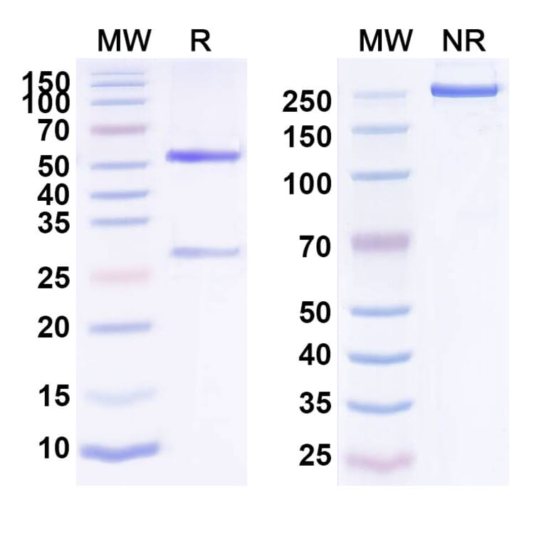 SDS-PAGE - Anti-EphA2 Antibody [MEDI-547] Biosimilar - BSA and Azide free (A339692) - Antibodies.com