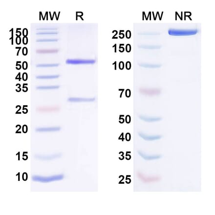 SDS-PAGE - Anti-EphA4 Antibody [PF-6647263] Biosimilar - BSA and Azide free (A339693) - Antibodies.com