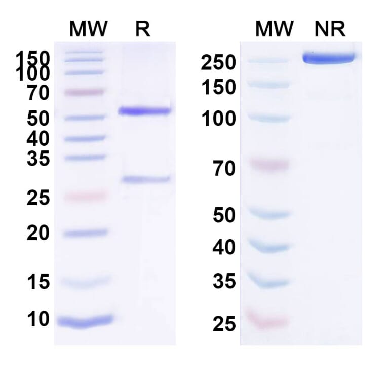 SDS-PAGE - Anti-EphA4 Antibody [PF-6647263] Biosimilar - BSA and Azide free (A339693) - Antibodies.com