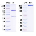 SDS-PAGE - Anti-EphA2 Antibody [DS-8895a] Biosimilar - BSA and Azide free (A339694) - Antibodies.com