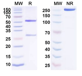 SDS-PAGE - Anti-EPOR Antibody [rhEPO-Fc] Biosimilar - BSA and Azide free (A339695) - Antibodies.com