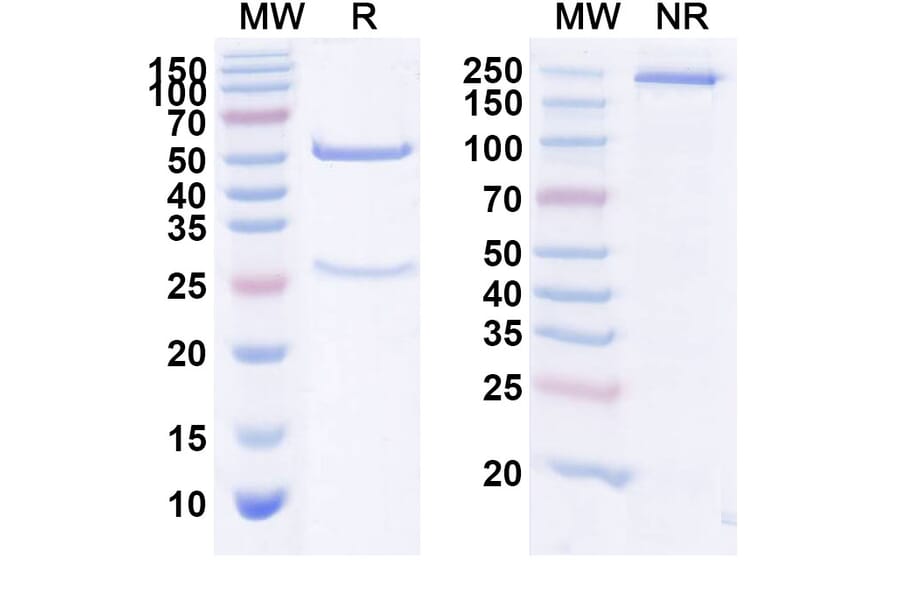 SDS-PAGE - Anti-Human F11 [Xisomab 3G3] Biosimilar - Anti-Factor XI Antibody - BSA and Azide free (A339698) - Antibodies.com