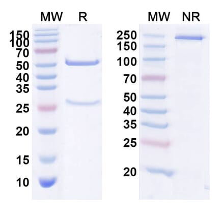 SDS-PAGE - Anti-Human F11 [Xisomab 3G3] Biosimilar - Anti-Factor XI Antibody - BSA and Azide free (A339698) - Antibodies.com