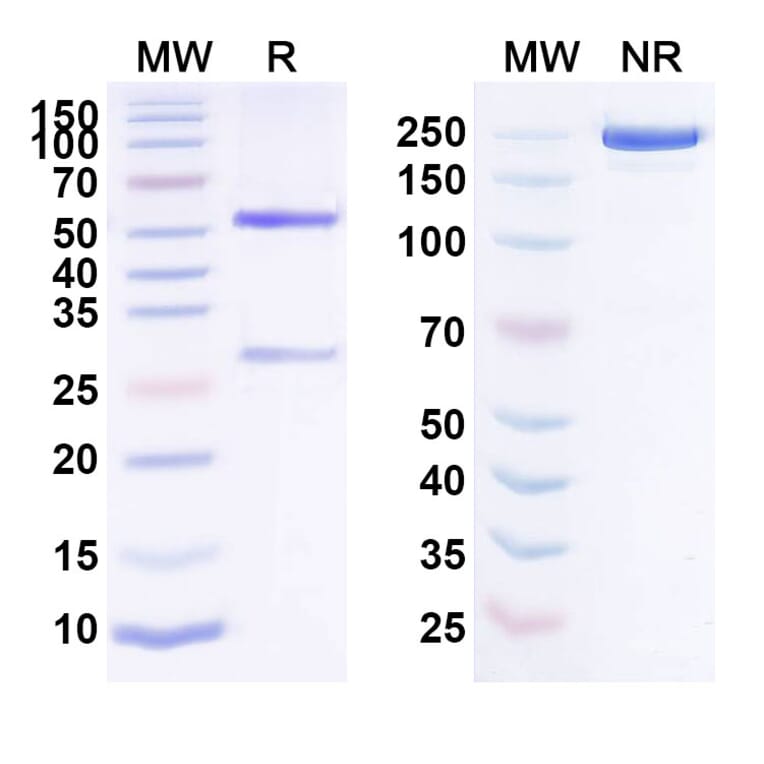 SDS-PAGE - Anti-Factor XI Antibody [BAY 1831865] Biosimilar - BSA and Azide free (A339699) - Antibodies.com