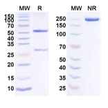 SDS-PAGE - Anti-Factor XI Antibody [BAY 1831865] Biosimilar - BSA and Azide free (A339699) - Antibodies.com