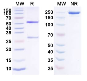 SDS-PAGE - Anti-FAP Antibody [NG-641] Biosimilar - BSA and Azide free (A339701) - Antibodies.com