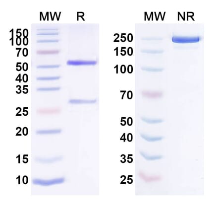 SDS-PAGE - Anti-FAP Antibody [NG-641] Biosimilar - BSA and Azide free (A339701) - Antibodies.com